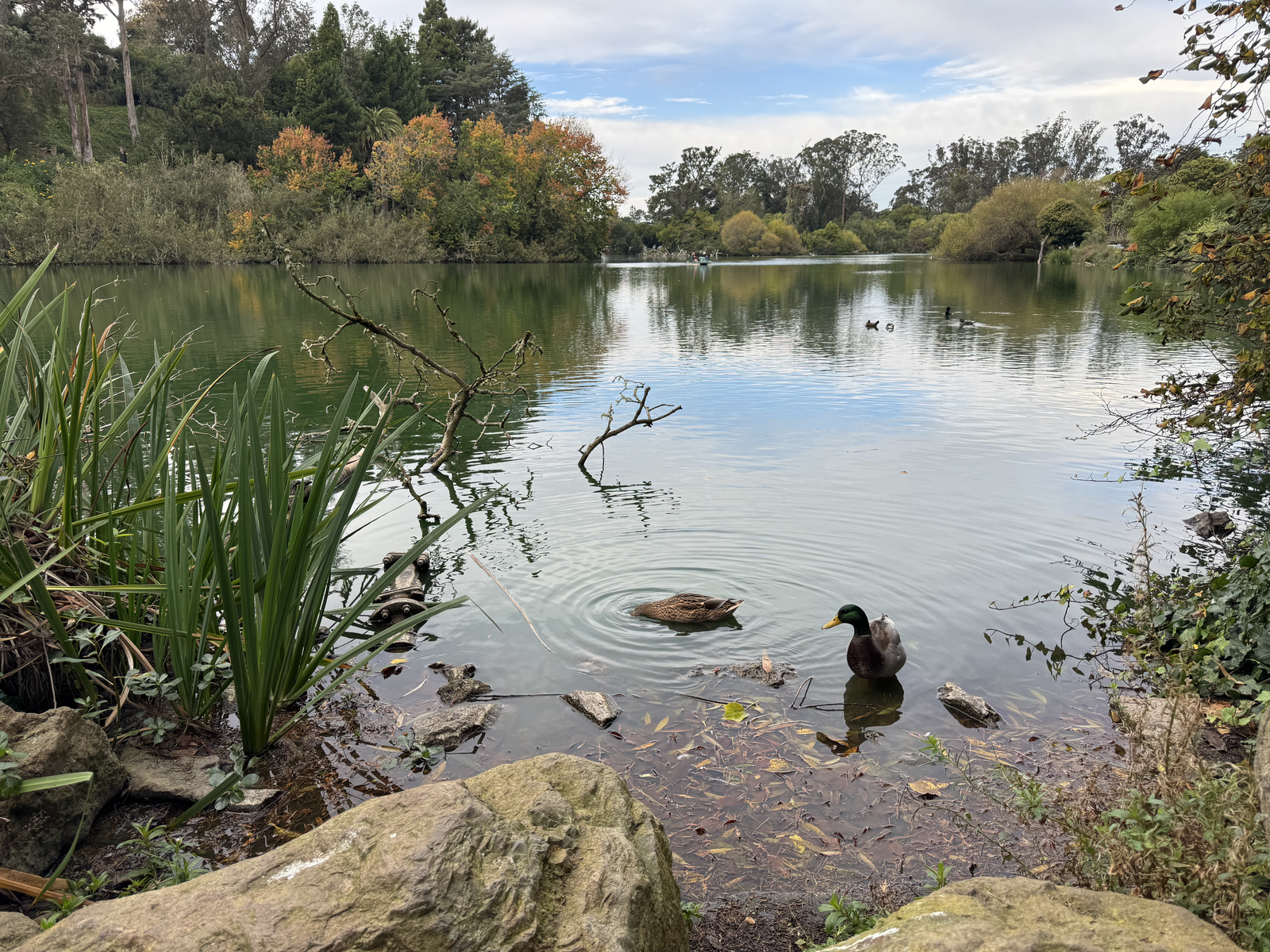 Ducks swimming in Blue Heron Lake in the late afternoon on a breezy November day in San Francisco.