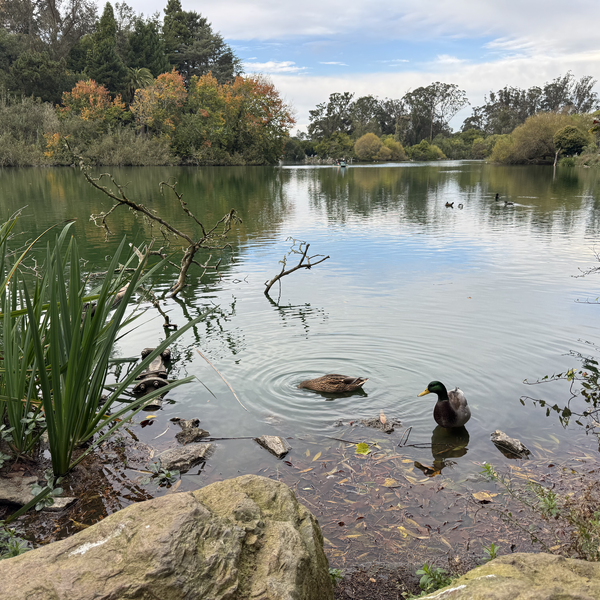 Ducks in Blue Heron Lake