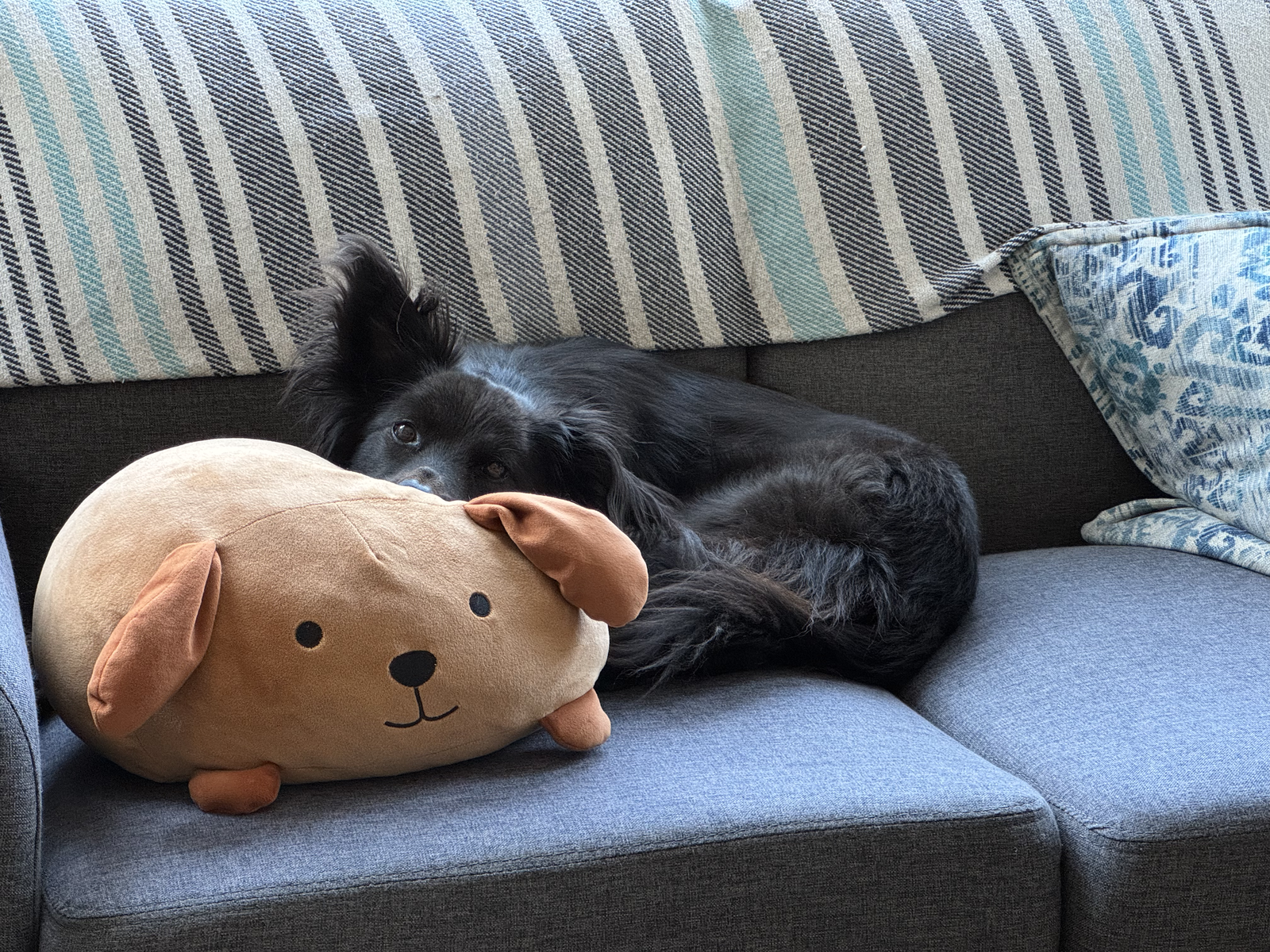 Sanni lies on her couch in the afternoon sun with her head on her stuffed dog shaped pillow.