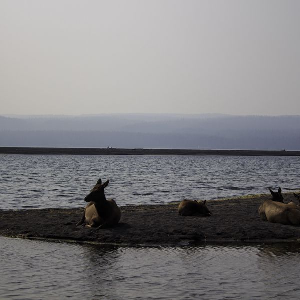 Elk on the Shore