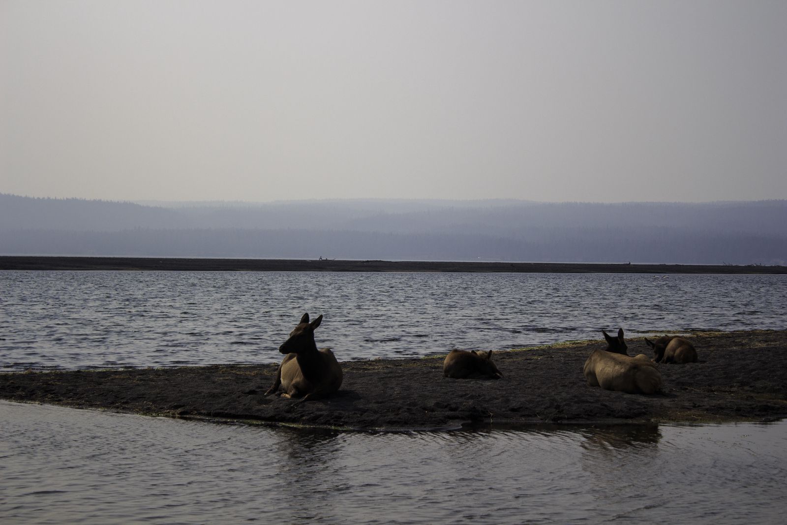 Elk lying along the shore of a lake.