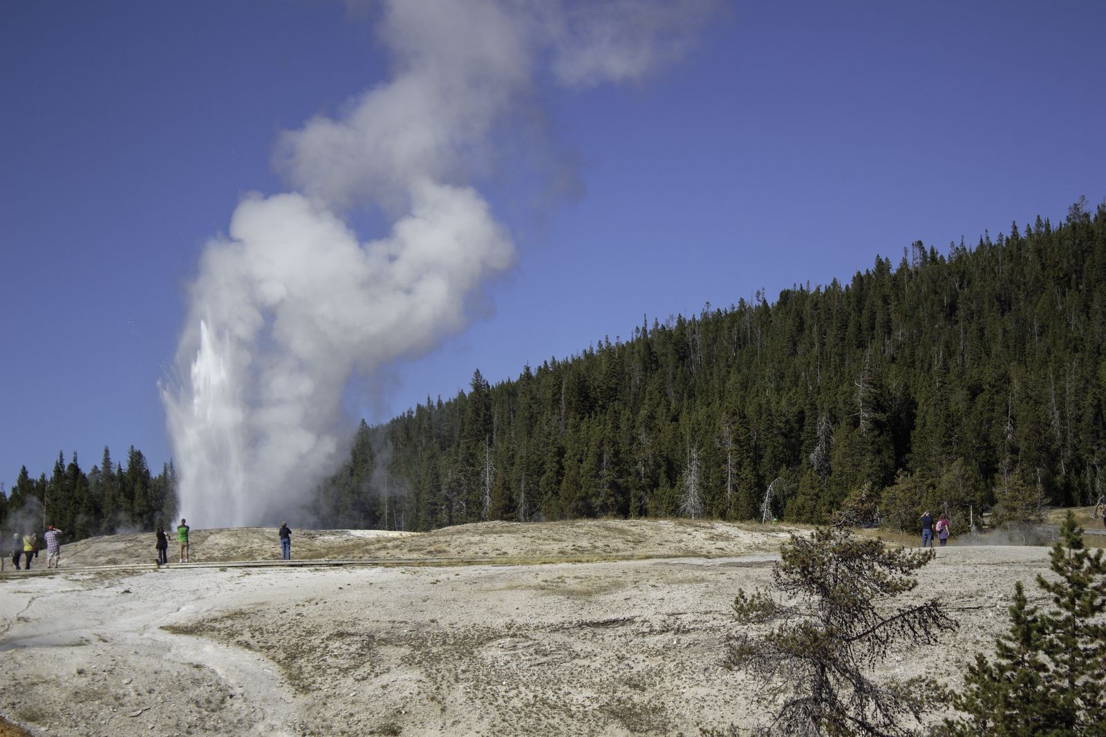 Giantess Geyser erupting in Yellowstone National Park.