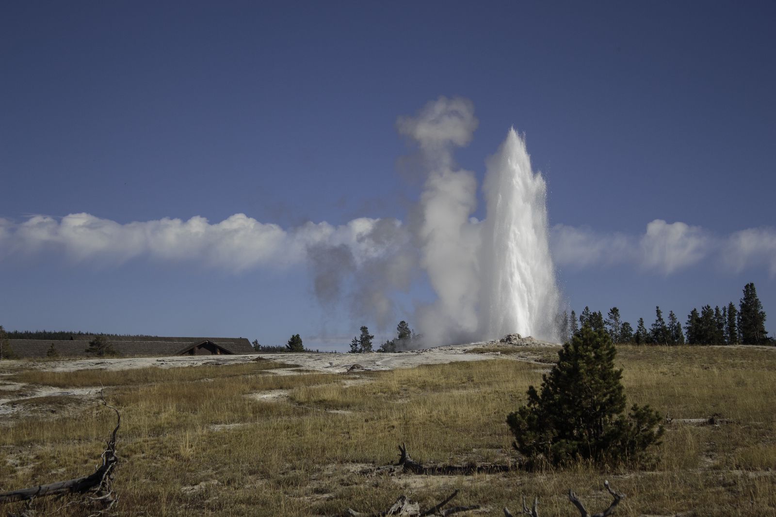 Old Faithful shoots water and steam into a clear blue sky on a sunny day in Yellowstone National Park.