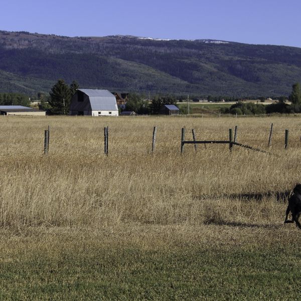 Sanni in the Tall Grass