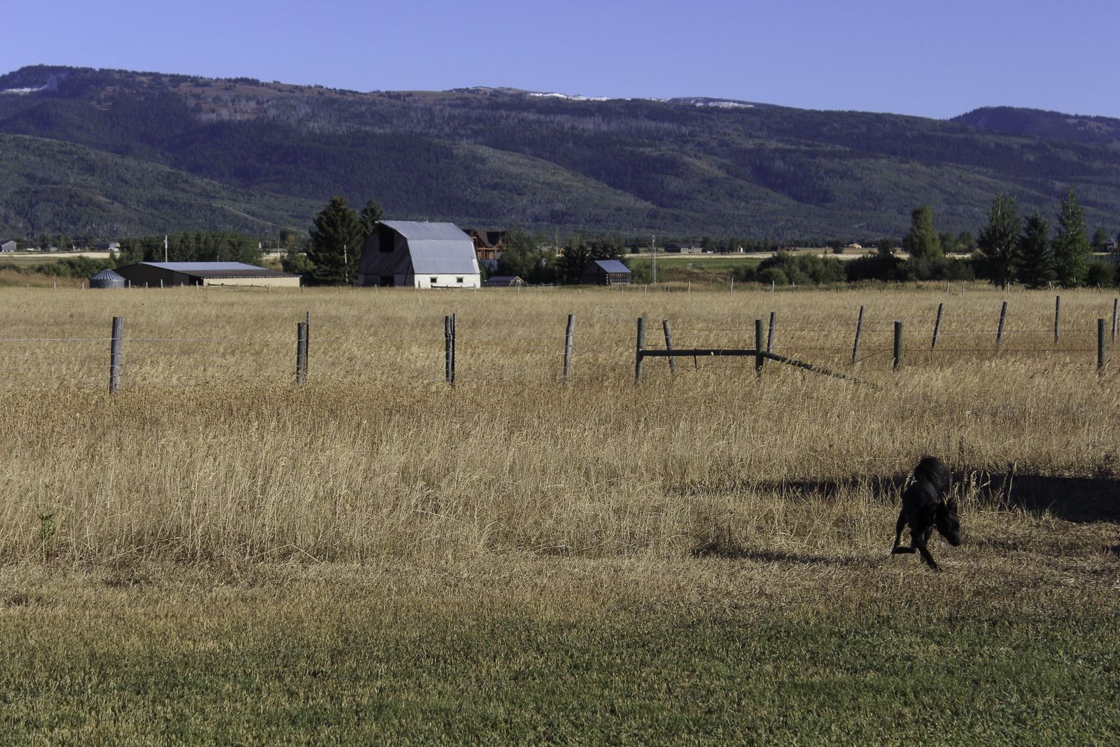 Sanni frolocks in the tall grass in the afternoon sun.