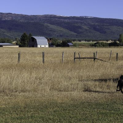 Sanni in the Tall Grass