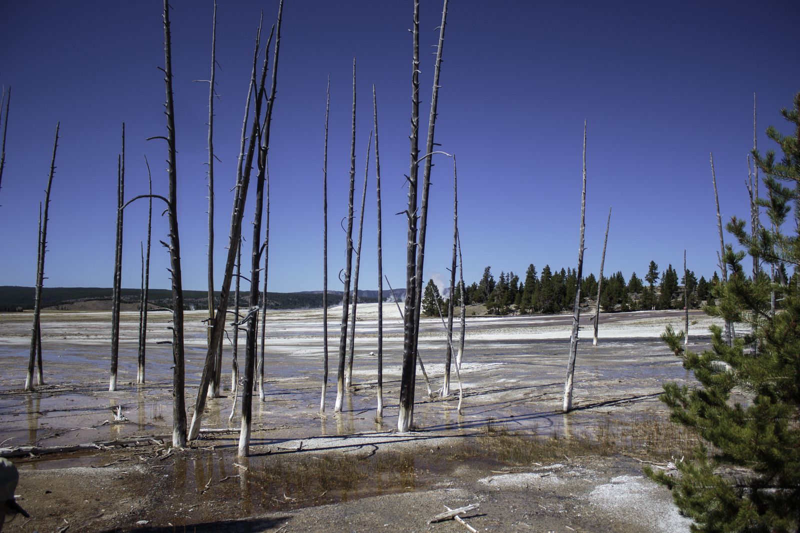 Dead ashin trees at Fountain Paint Pots in Yellowstone National Park.