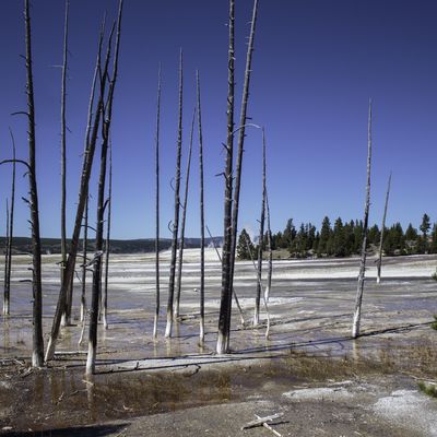 Trees at Fountain Paint Pots