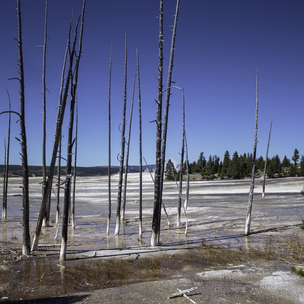 Trees at Fountain Paint Pots